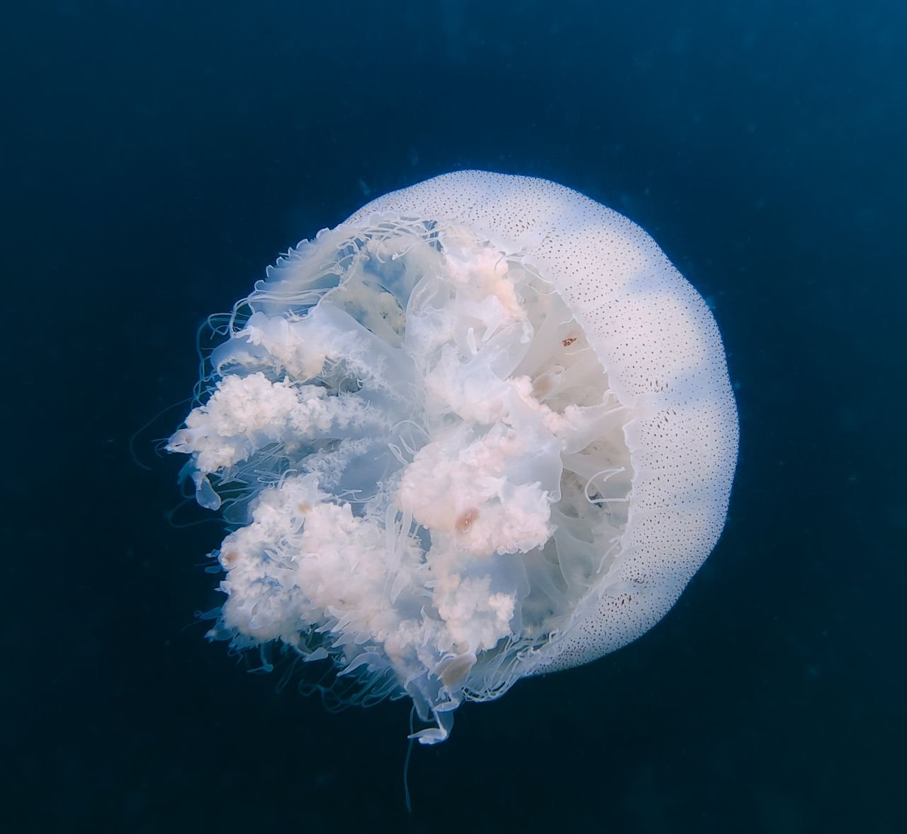 A stunning underwater capture of a jellyfish, showcasing its intricate details and white coloration against a deep blue background.